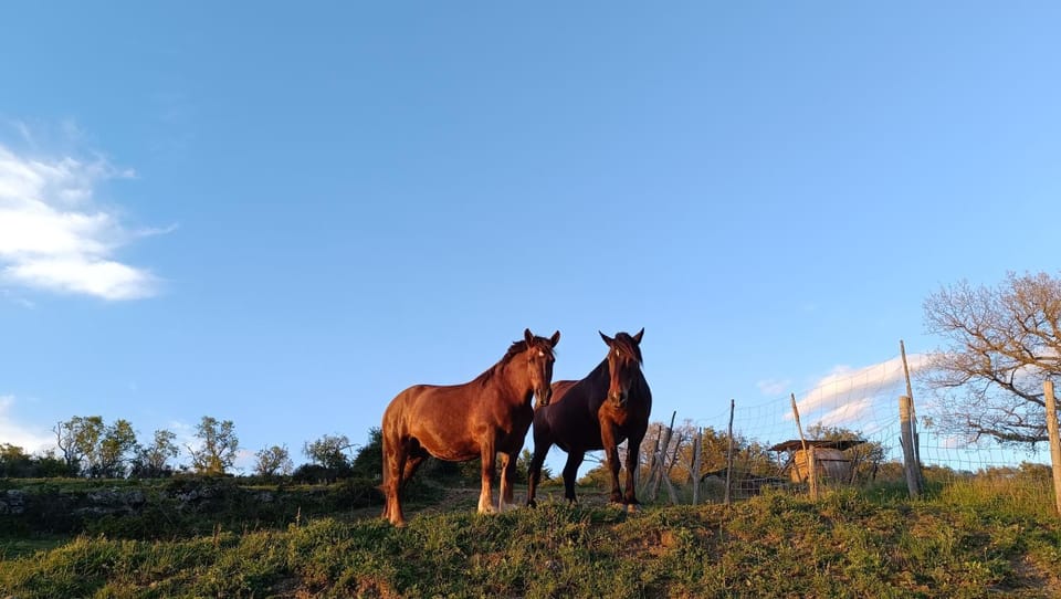 Animals