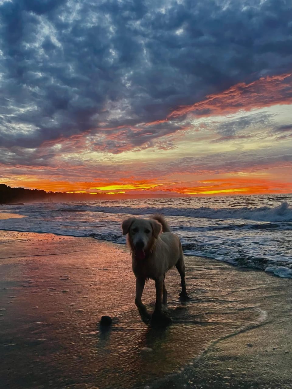 Beach, Sunset, pet friendly