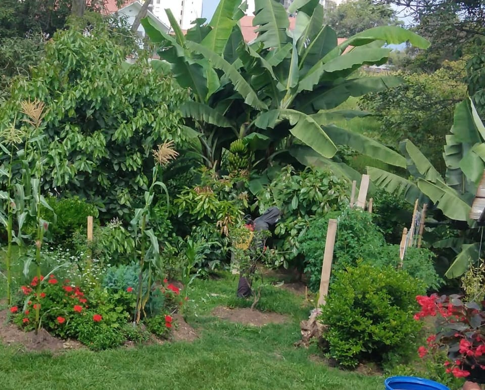 Natural landscape, Garden view
