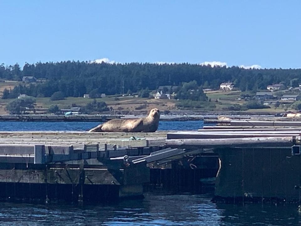 Historic Coupeville 6BR 5BA near Waterfront Wharf House in Coupeville