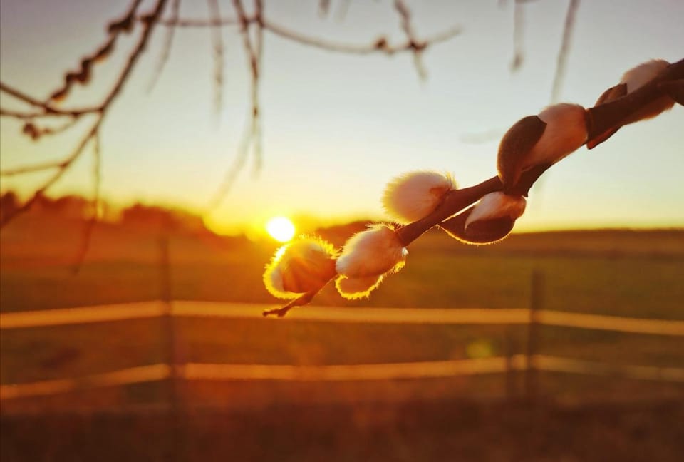 Spring, Day, Natural landscape, Sunrise