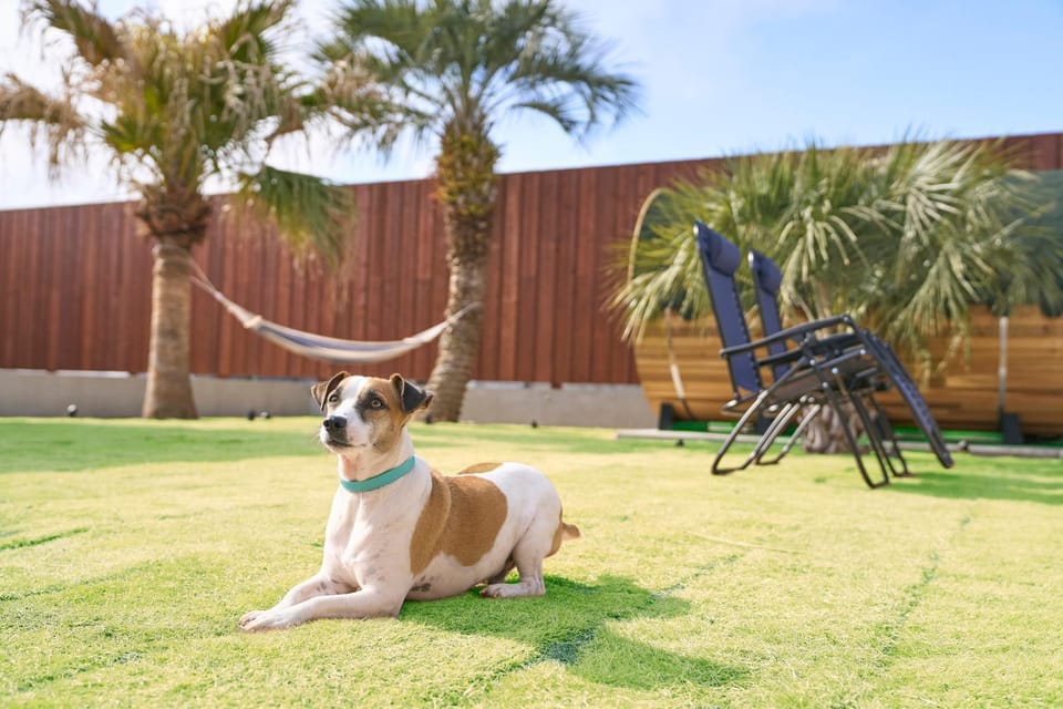 Animals, pet friendly