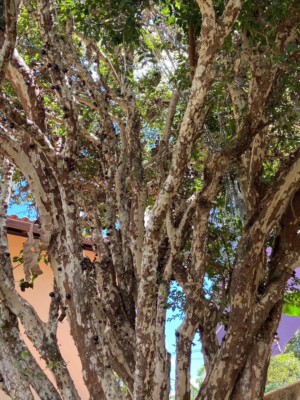 Sítio Descanso House in State of Rio de Janeiro