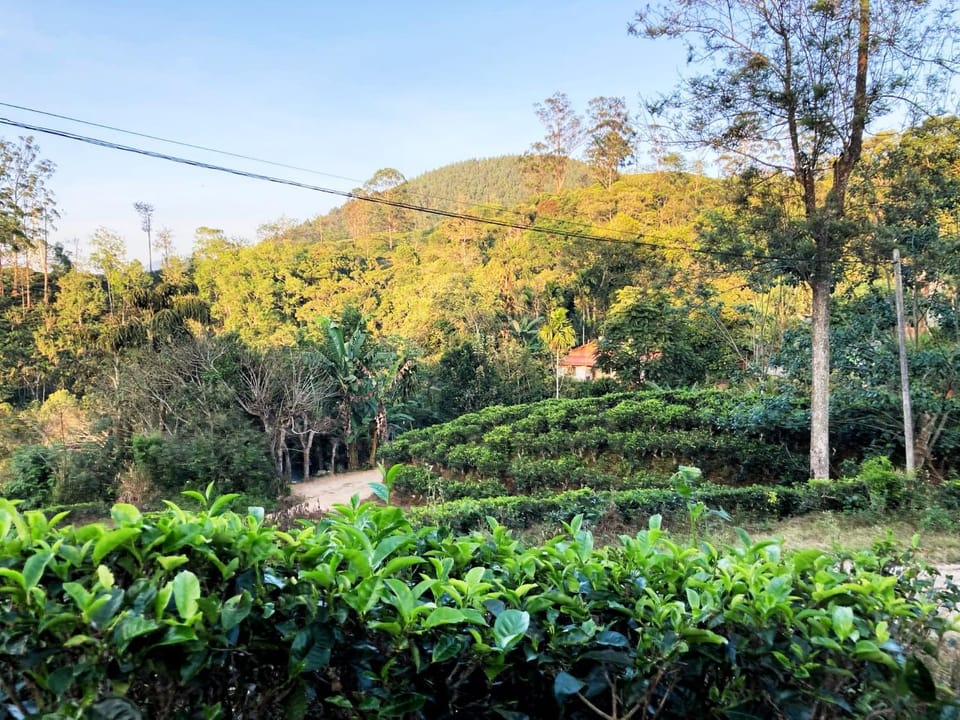 Natural landscape, Garden, Garden view