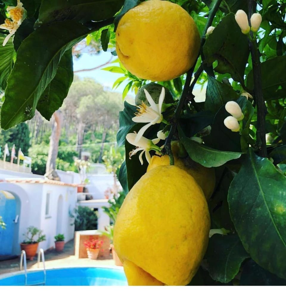 Day, Garden, Food and drinks, Garden view, Pool view, Swimming pool