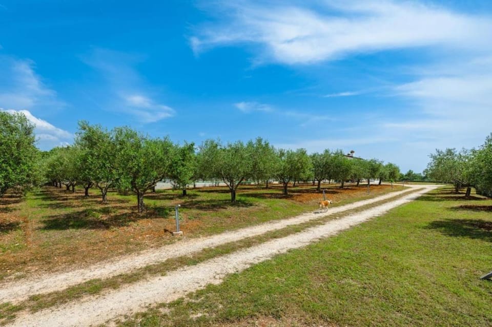 Spring, Day, Garden, Garden view