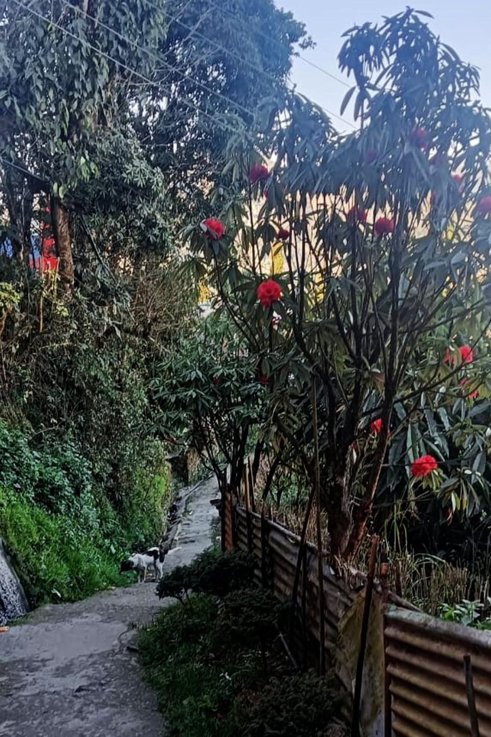 Diamond Nor Homestay Vacation rental in Darjeeling