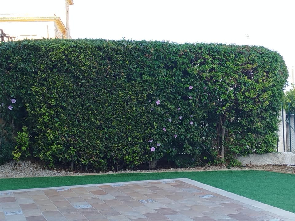 Spring, Garden, Garden view