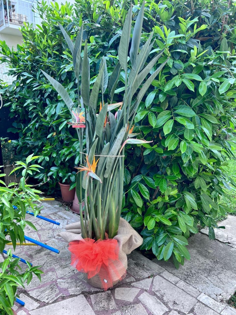 Orchidea House in Viareggio