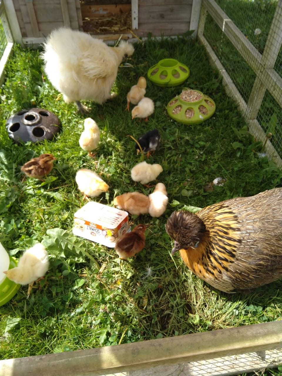 Animals