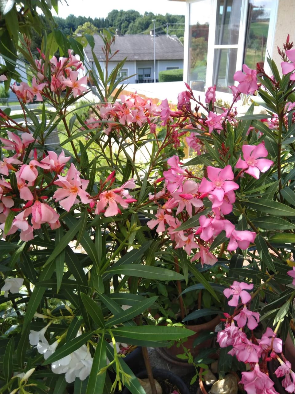 Garden view