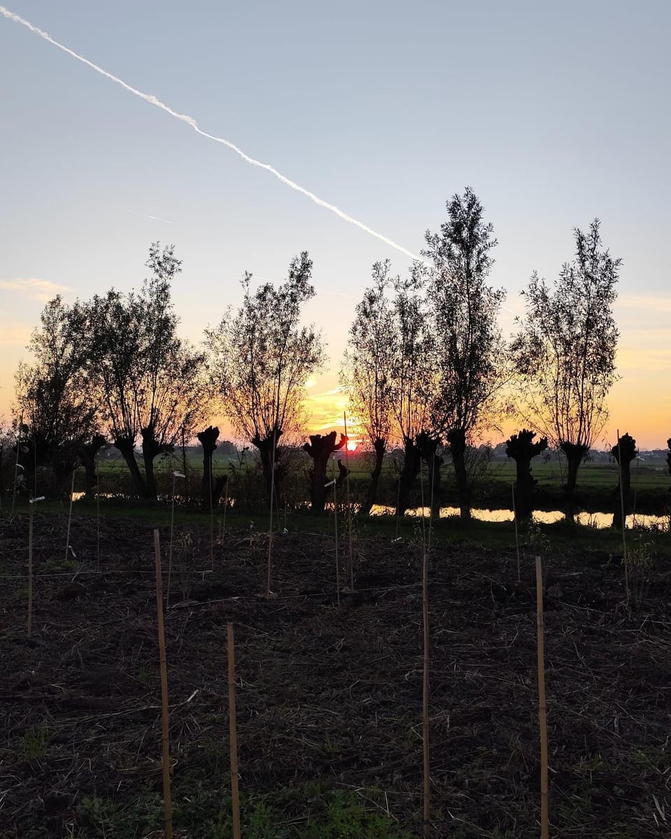 Garden view, Sunset