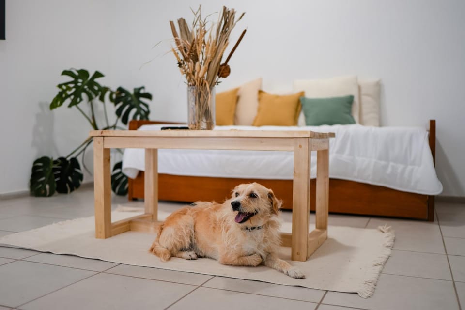 Bed, Animals, Animals, Pets, Pets, pet friendly, pet friendly