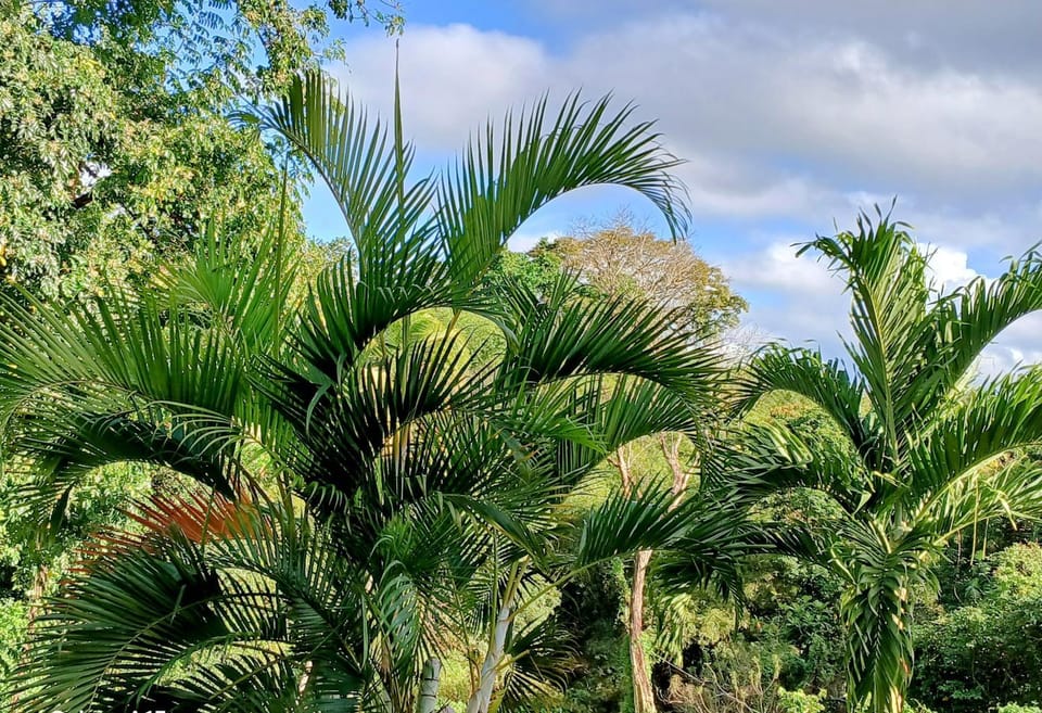 Natural landscape, Garden, Garden view