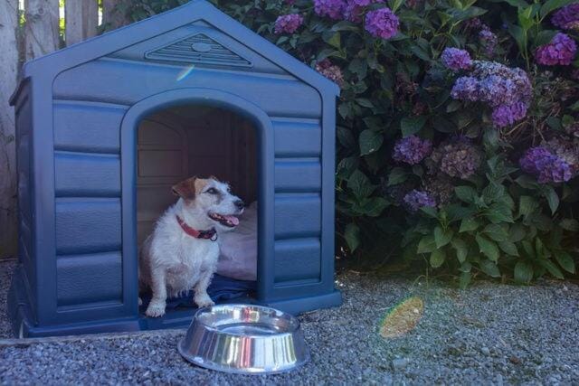 Pets, pet friendly