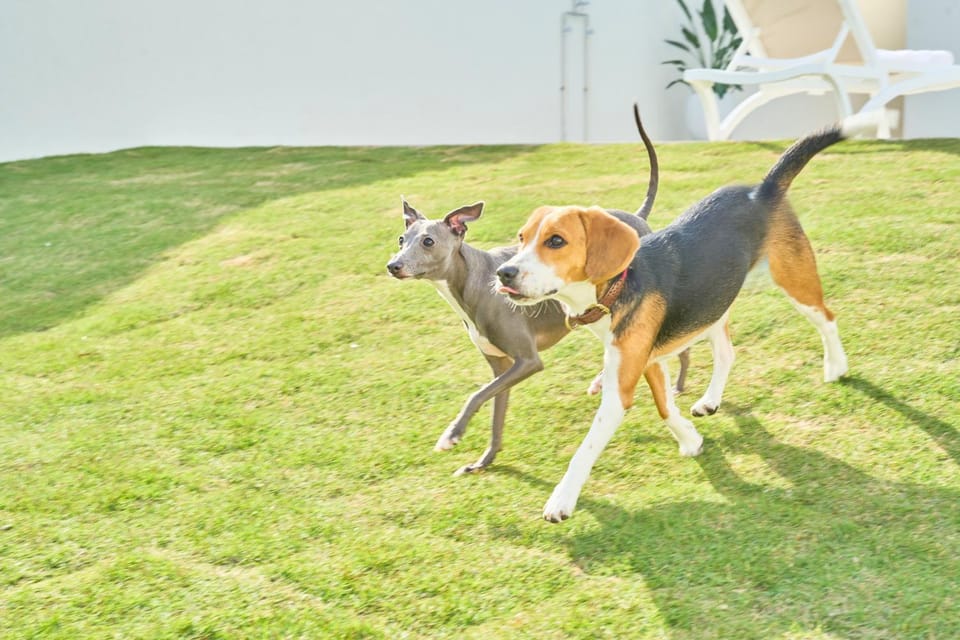 Pets, Garden view