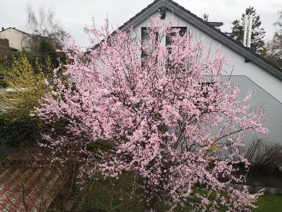 Property building, Day, Garden, Garden view