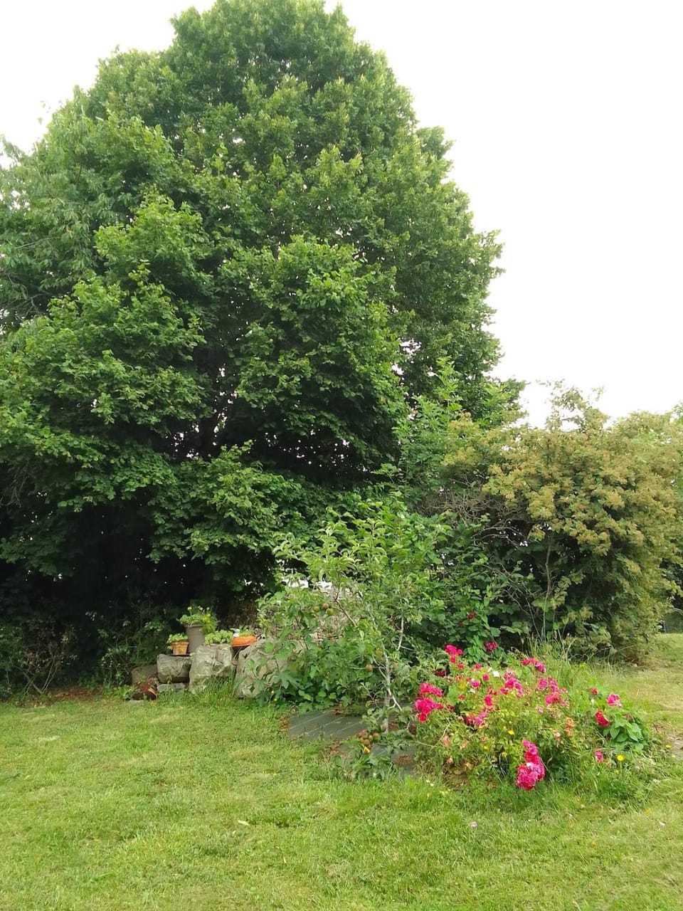 Natural landscape, Garden, Garden view