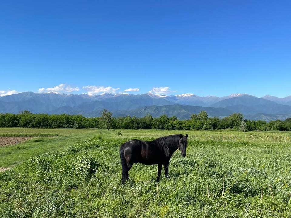 Natural landscape, Animals, Mountain view