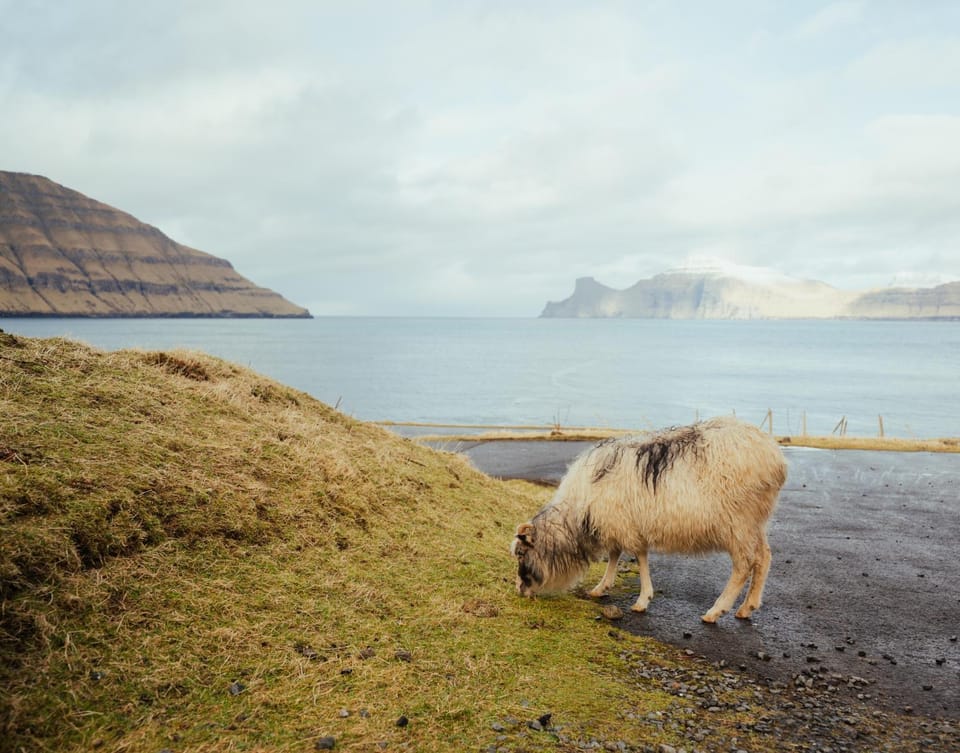 Day, Natural landscape, Animals, Mountain view