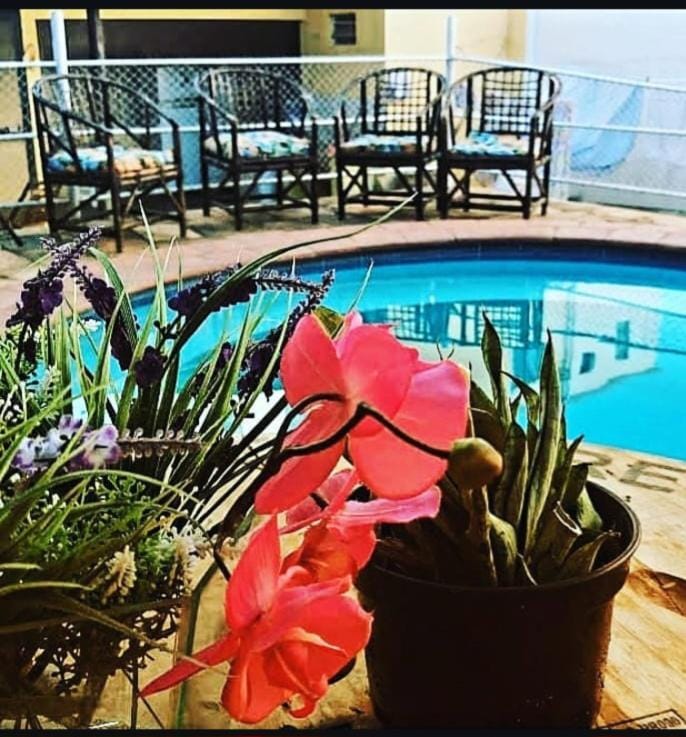Patio, Garden, Garden view, Swimming pool, Swimming pool, sunbed