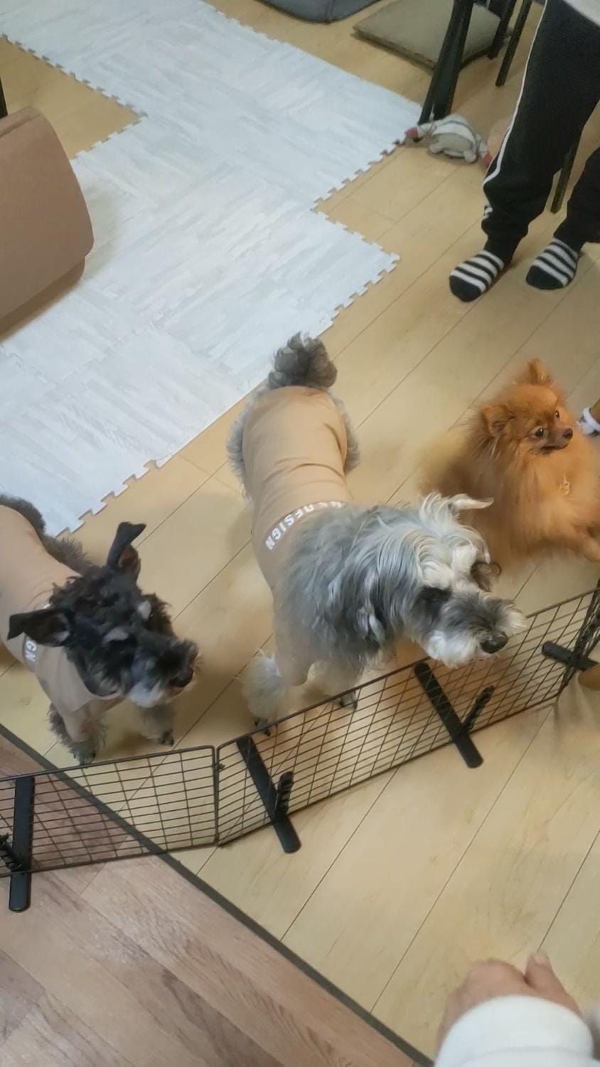 犬と泊まれる宿 Clear Up Guest House ペット可 Bed and Breakfast in Osaka Prefecture