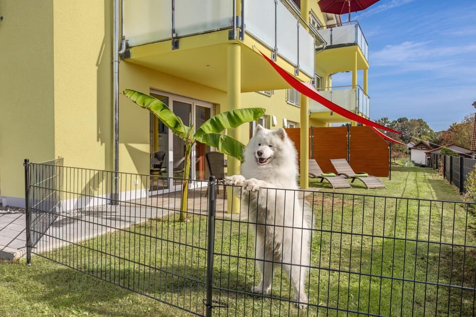 Day, Garden, Balcony/Terrace, Balcony/Terrace, Animals, Pets