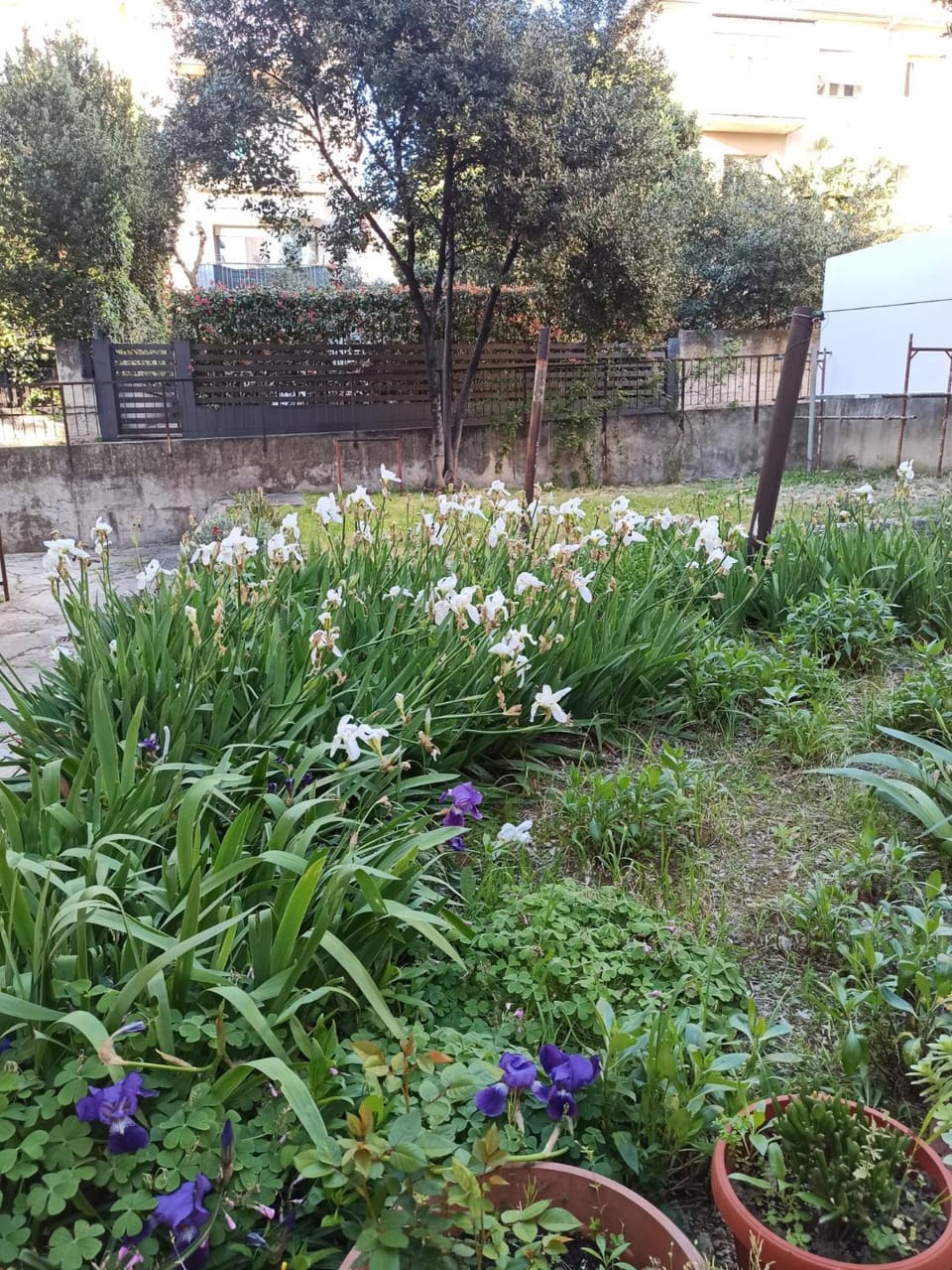 Garden view