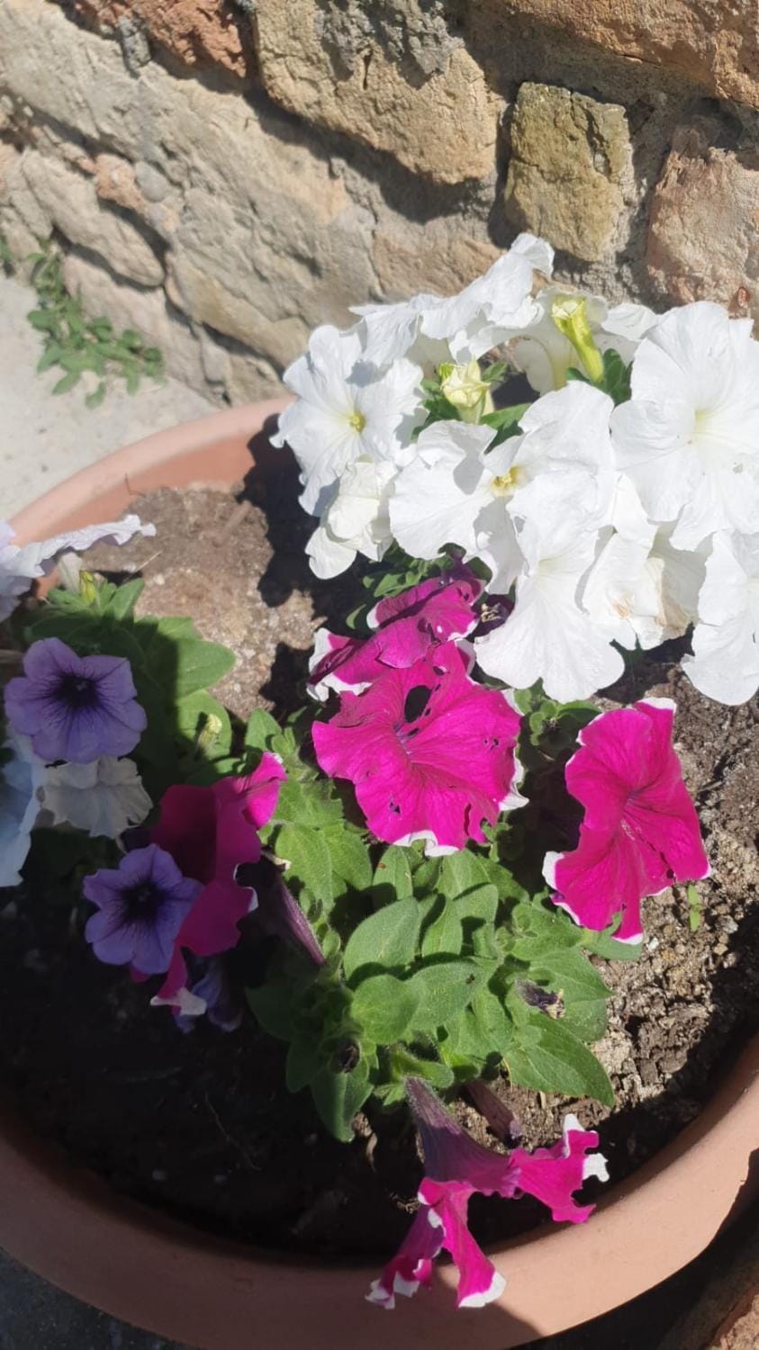 Spring, Day, Garden