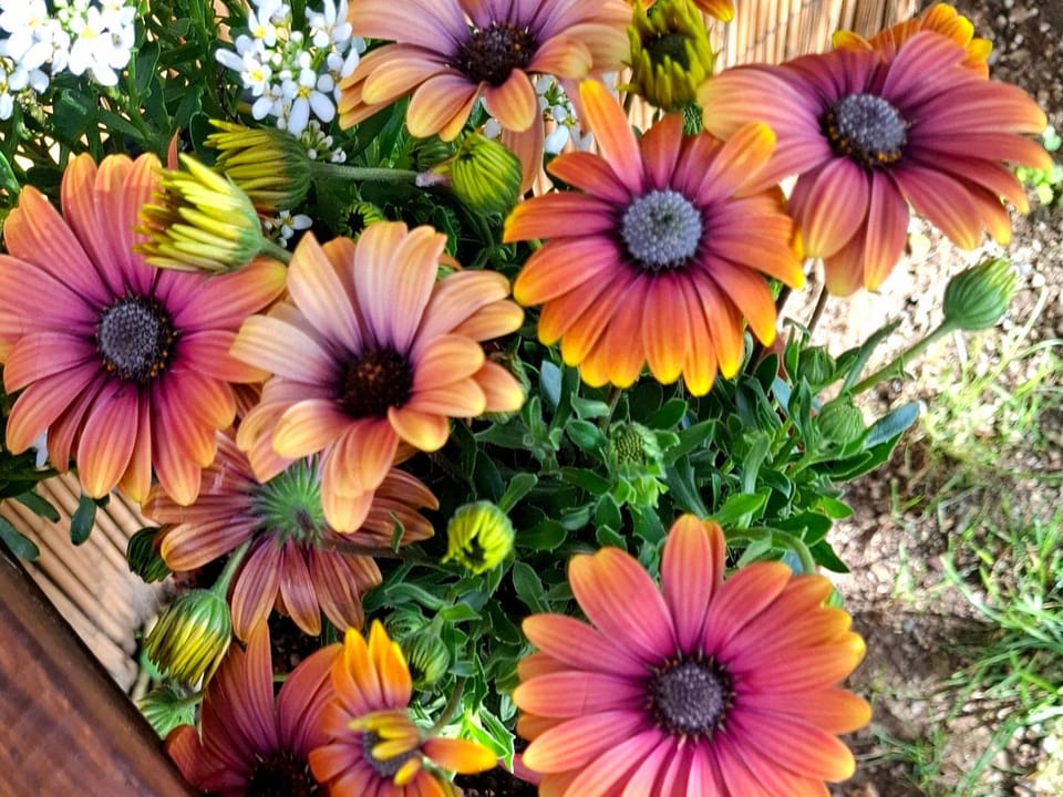 Spring
