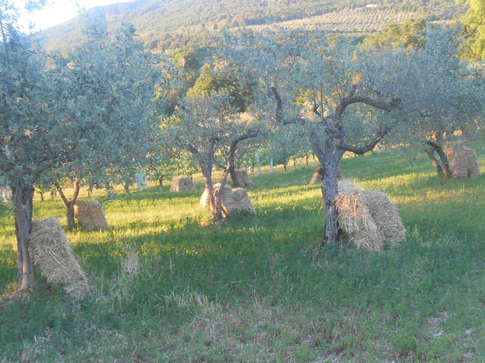 B&B Il Sentiero di Assisi Bed and Breakfast in Umbria