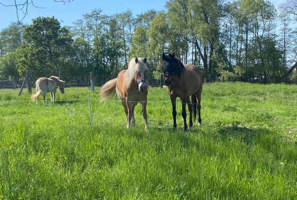 Horse-riding, Animals