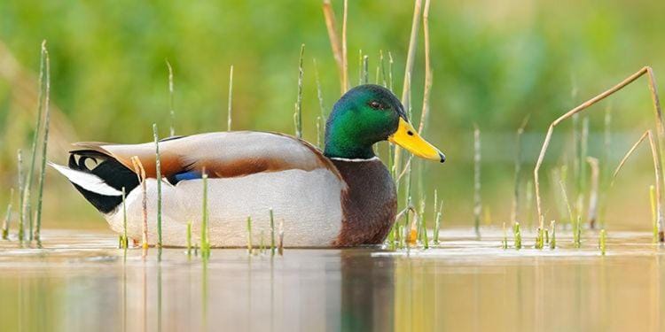 Natural landscape, Animals, Lake view