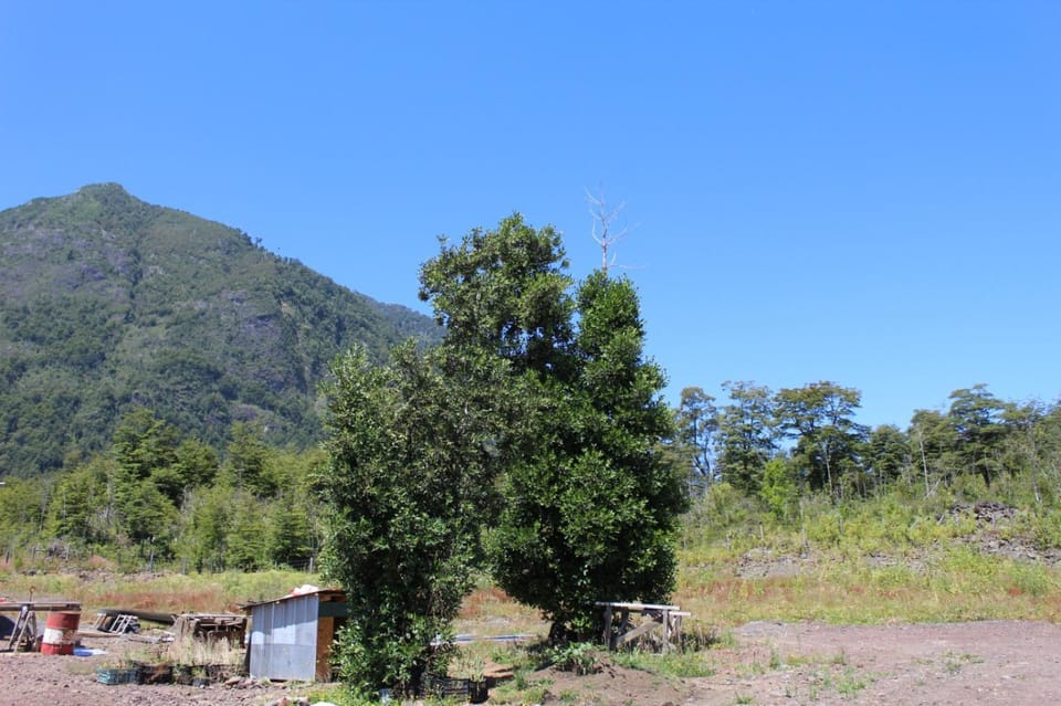 Cabaña 2 Dos Laureles House in Los Ríos, Chile