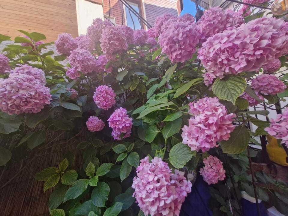 Day, Garden, Garden view