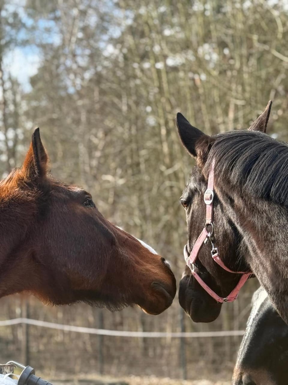 Horse-riding, Animals
