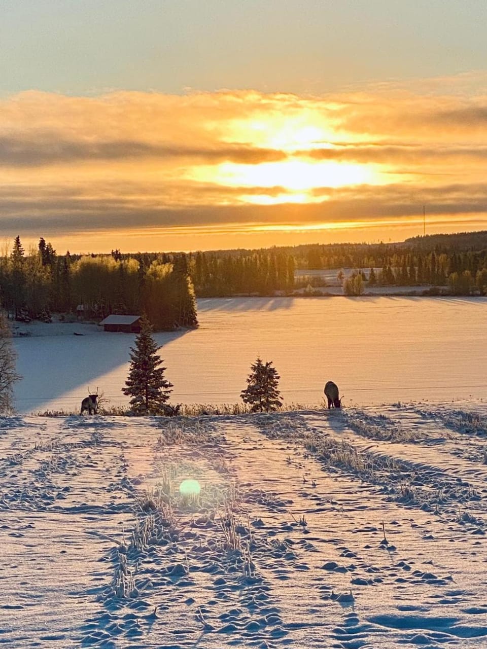 Animals, Lake view, Sunrise