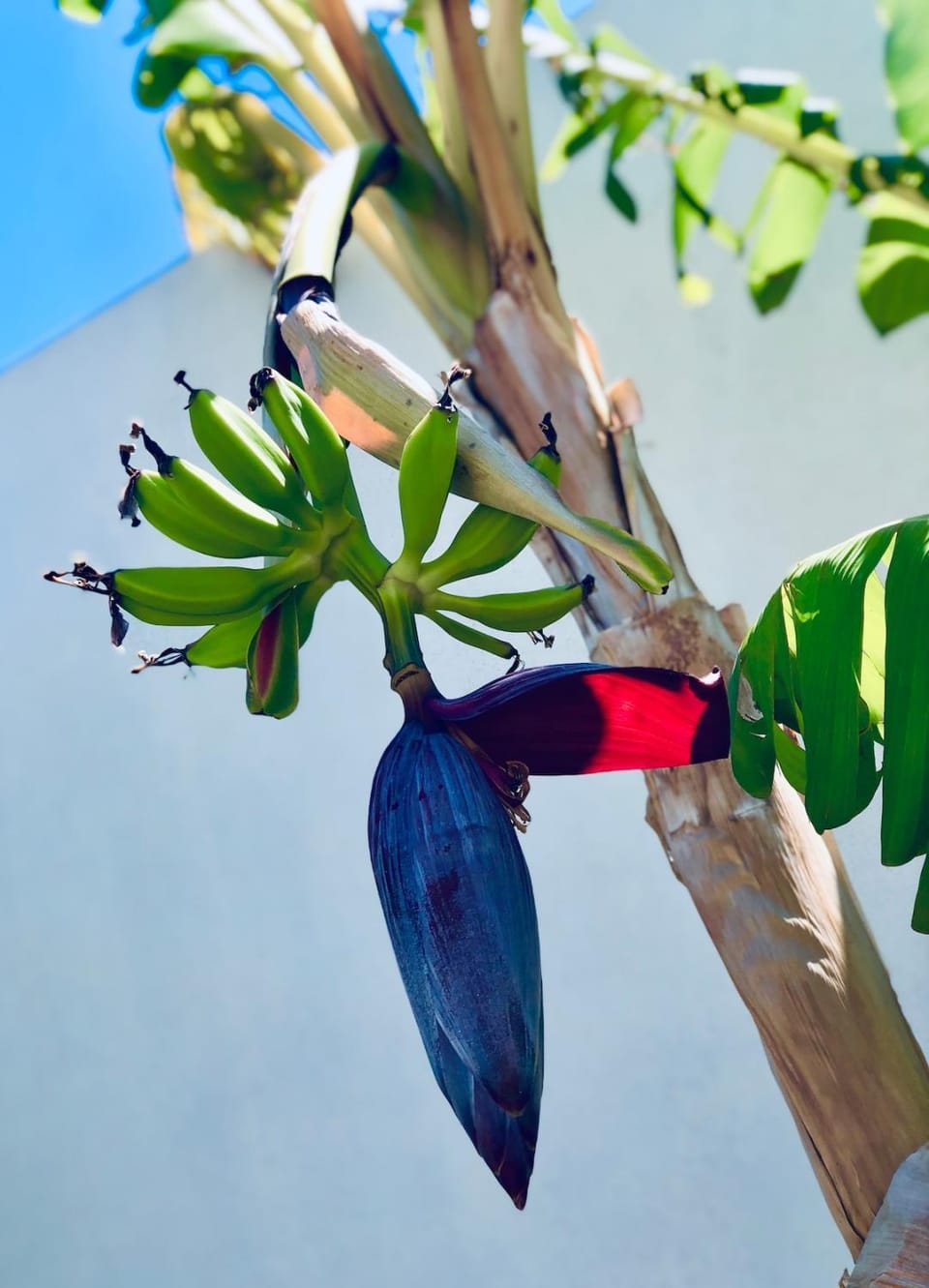 Soulbreeze Bungalows Kos, Haus 2 Apartment in Kos, Greece