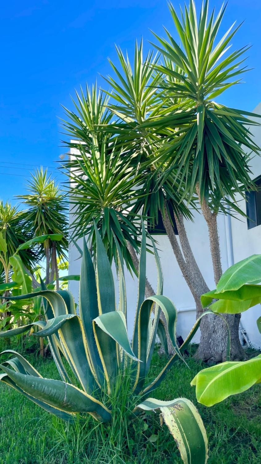 Soulbreeze Bungalows Kos, Haus 4 Apartment in Kos, Greece