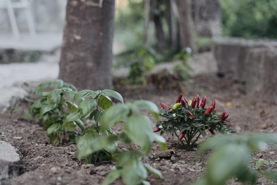 Garden, Garden view