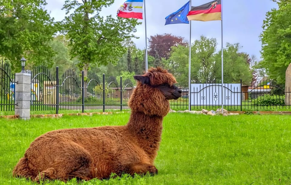 Familienfreundliche Alpakafarm Apartment in Mecklenburgische Seenplatte