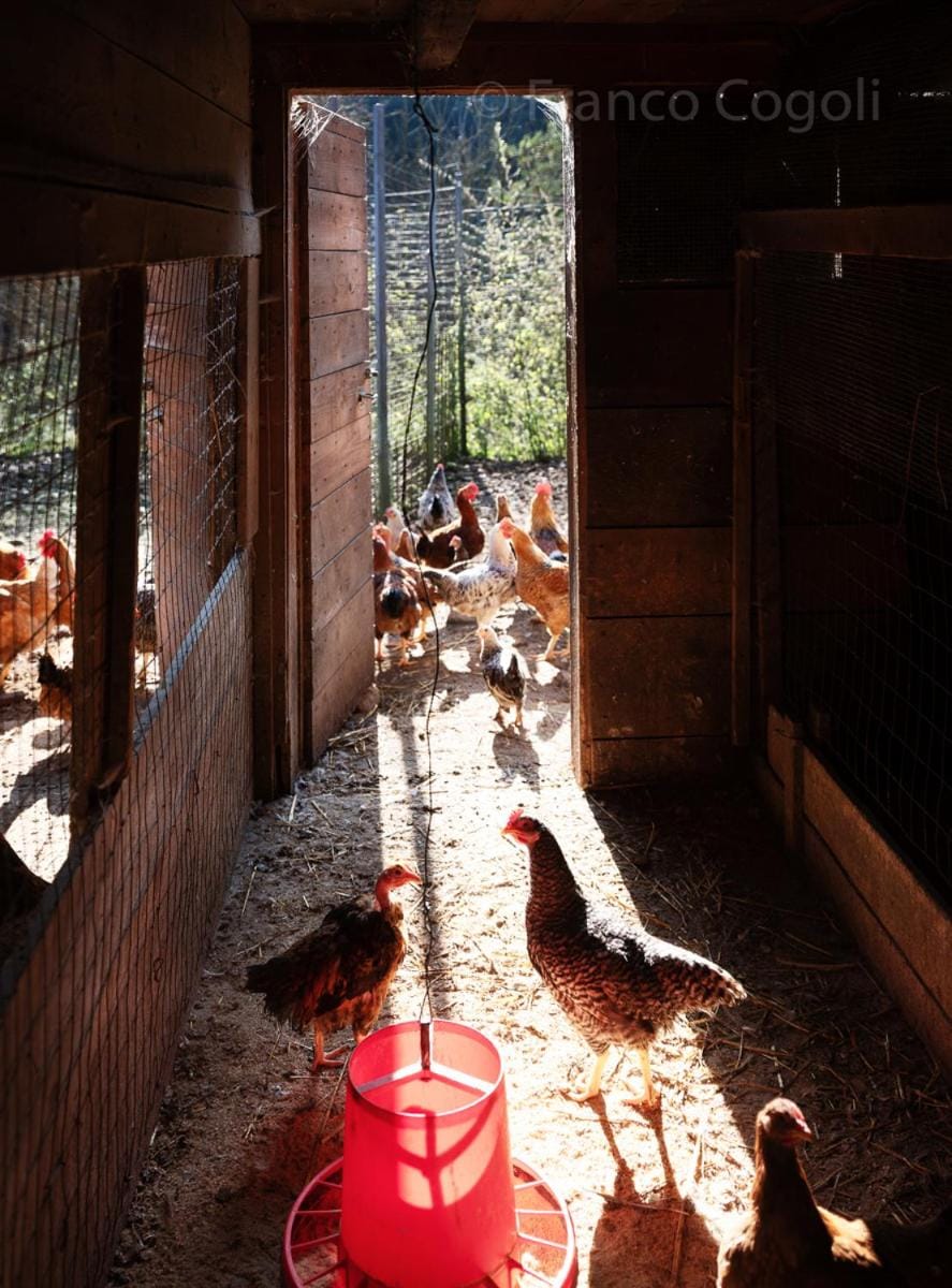 Agriturismo Borgo Titol Farm Stay in Friuli-Venezia Giulia