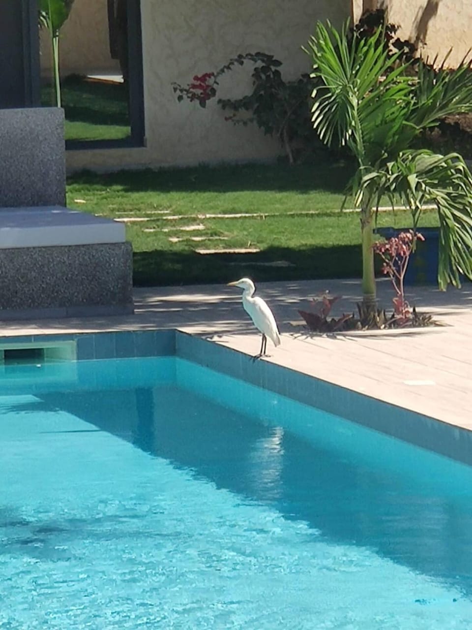 Garden, Pool view, Swimming pool