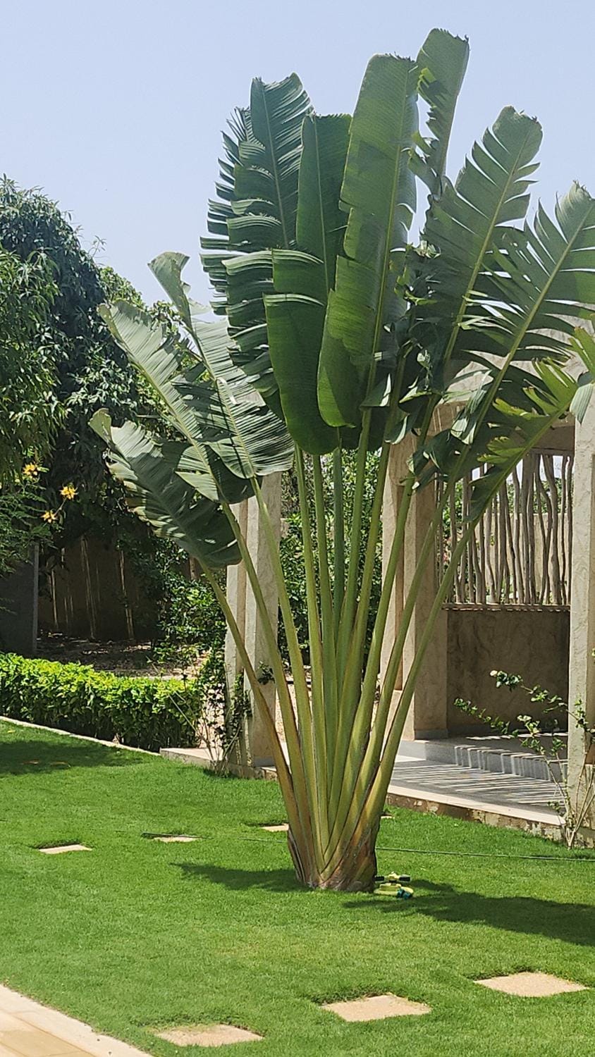 Garden view