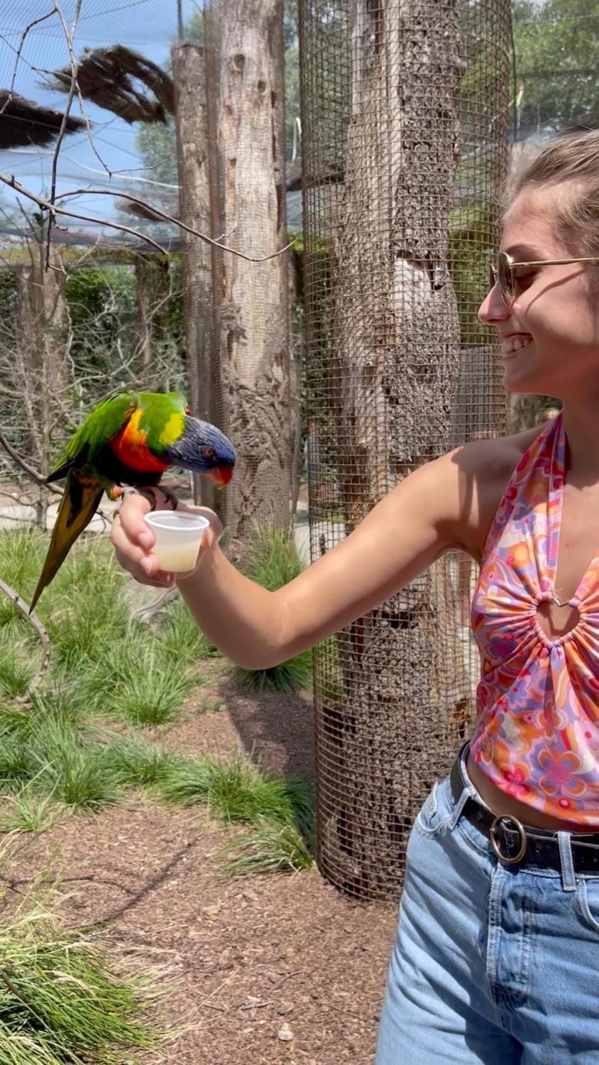 Other, Animals, Entertainment