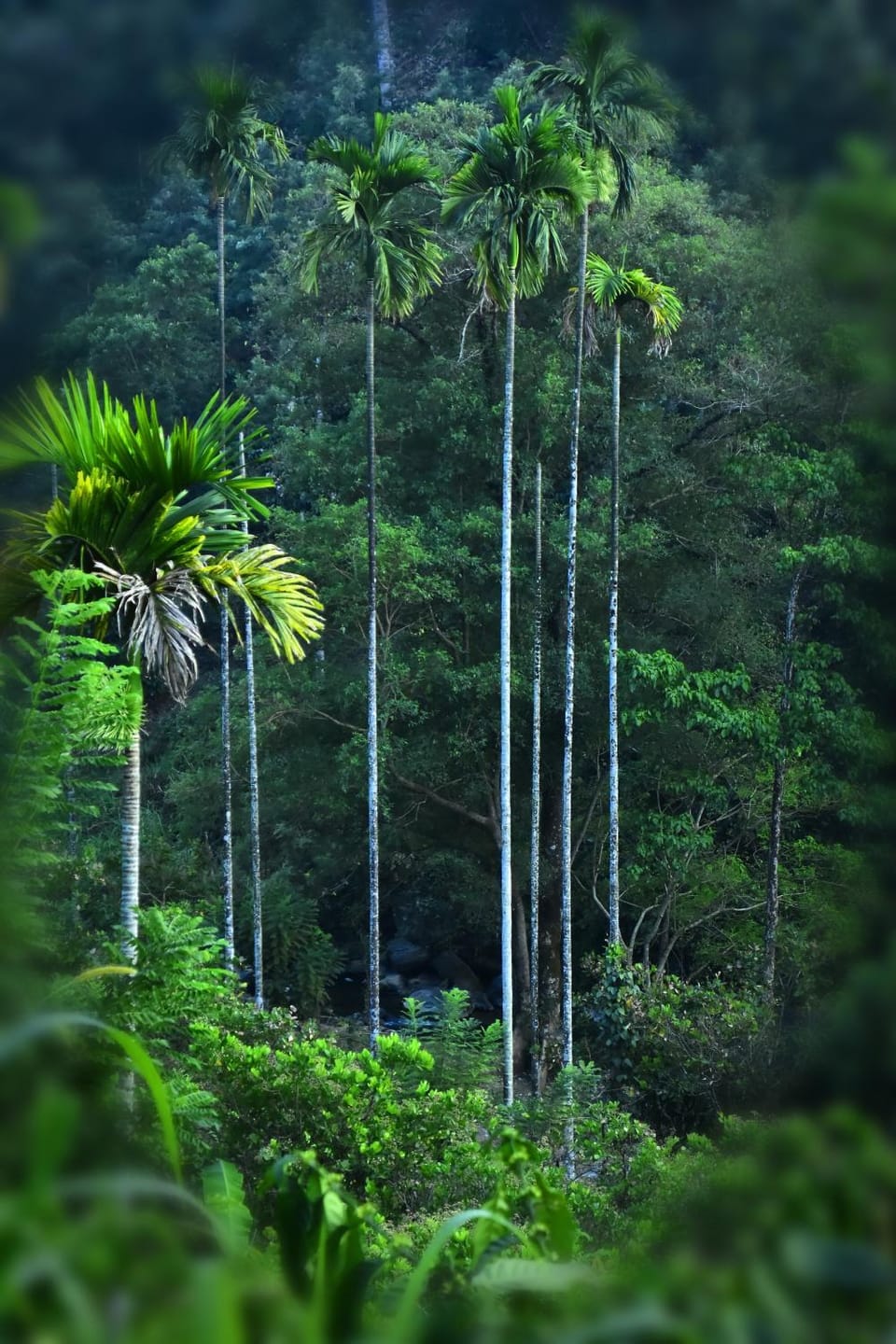River Valley Retreat Coorg Resort in Madikeri