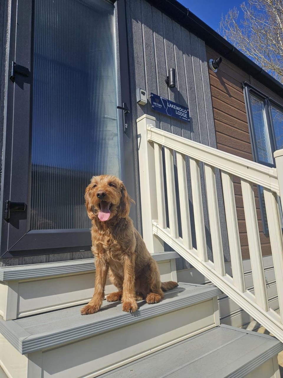 Pets, Pets, pet friendly, pet friendly