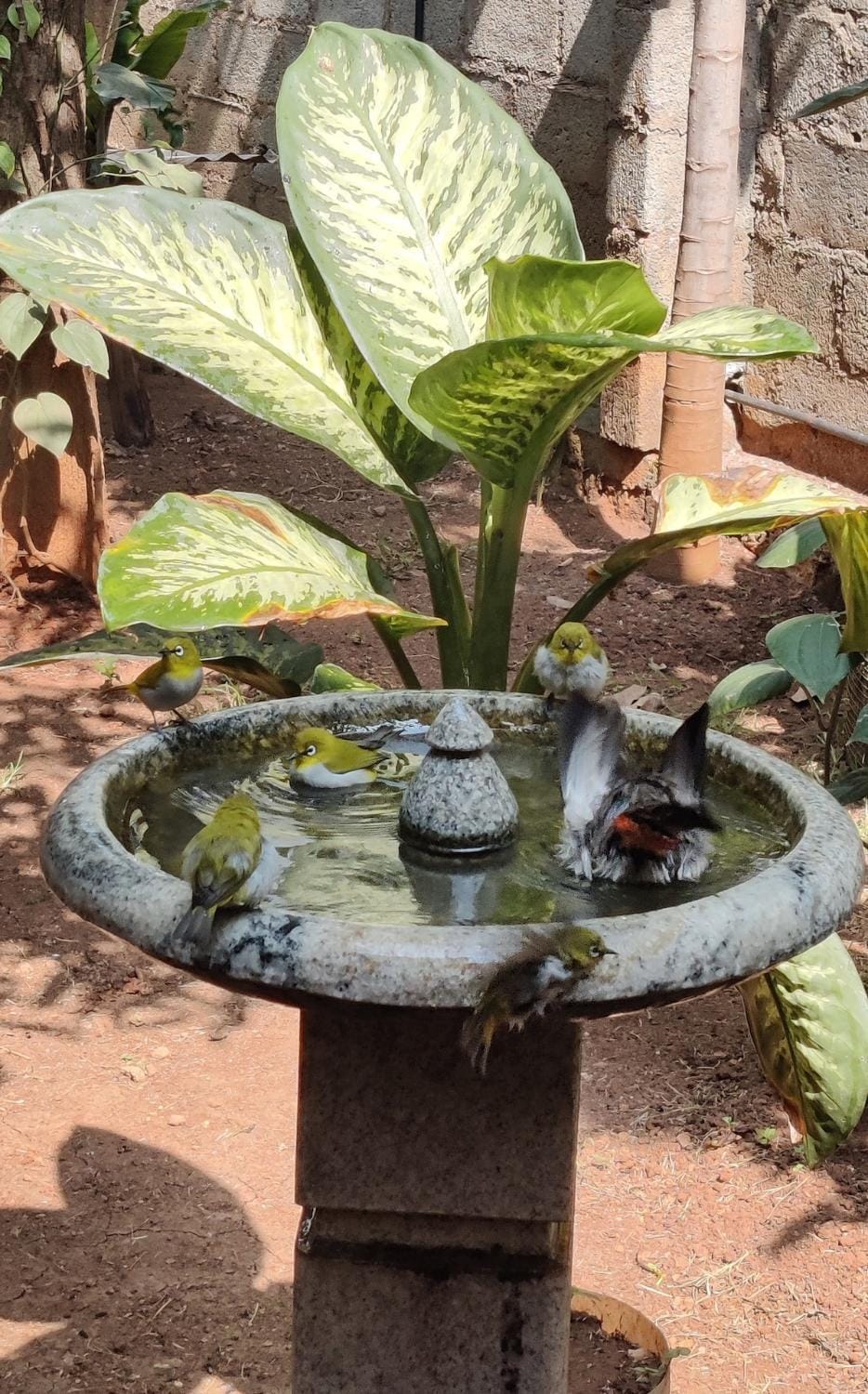 Garden Oasis Retreat House in Bengaluru