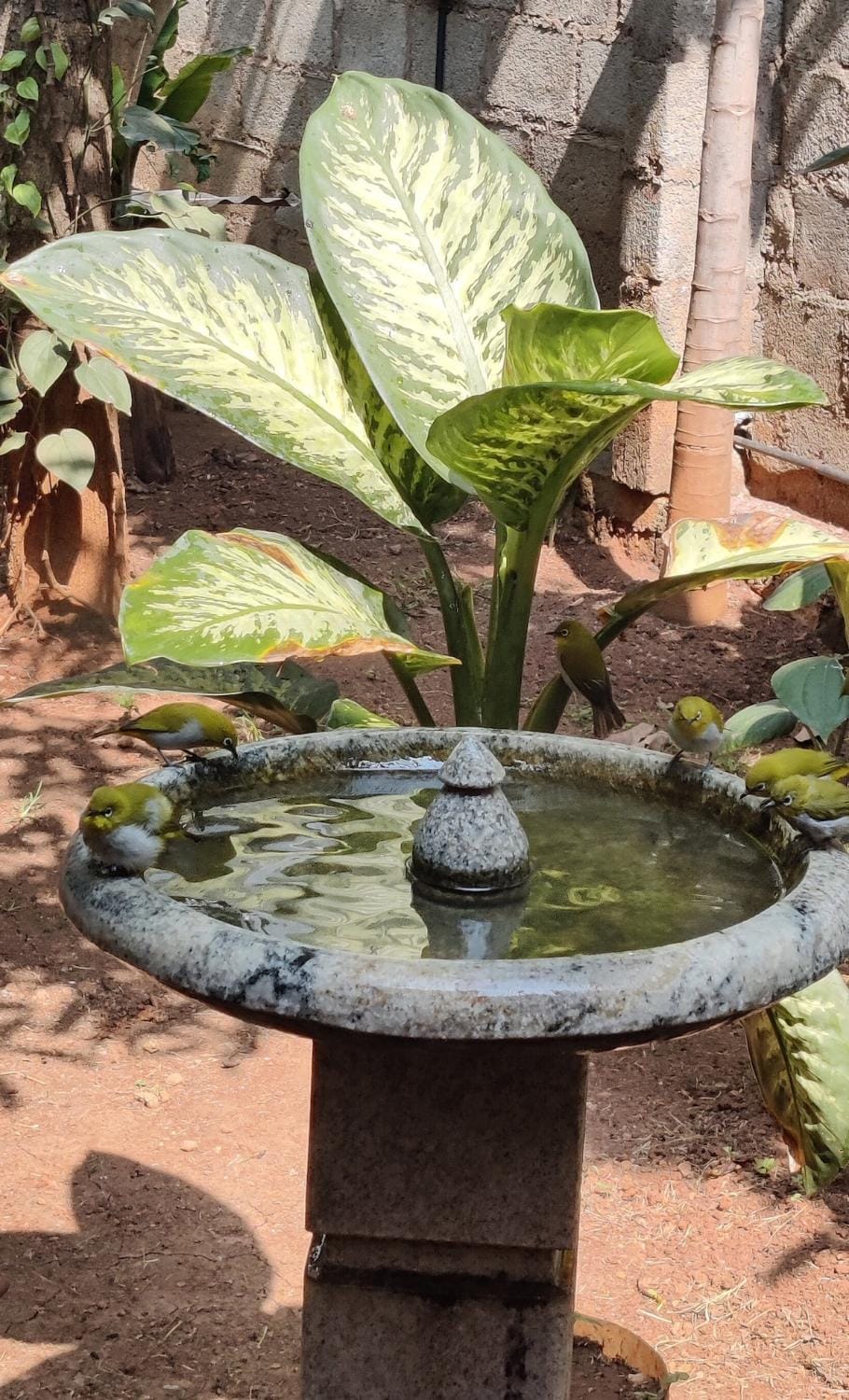 Garden Oasis Retreat House in Bengaluru