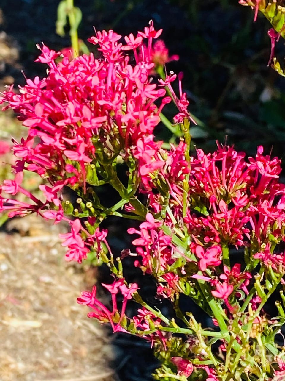 Spring, Garden view